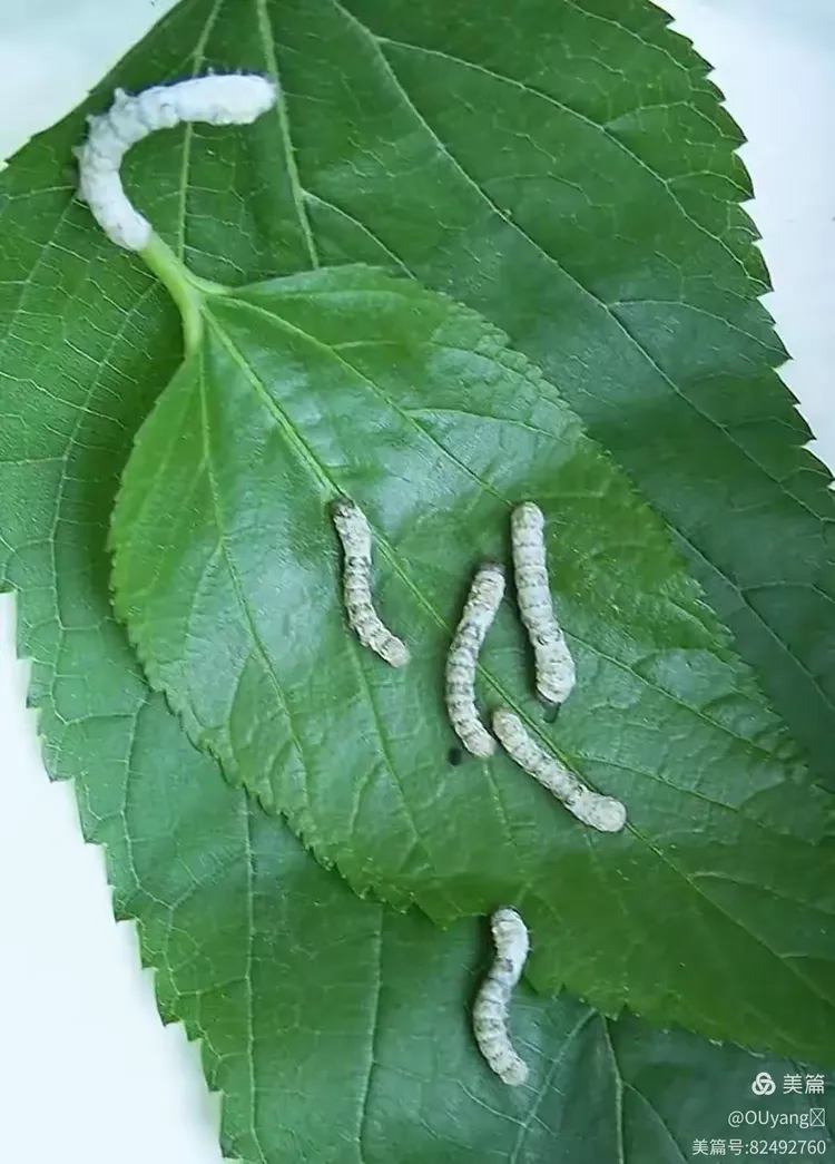 11日,蚕宝宝食量虽然小,但日日夜夜地吃,已经长大了不少